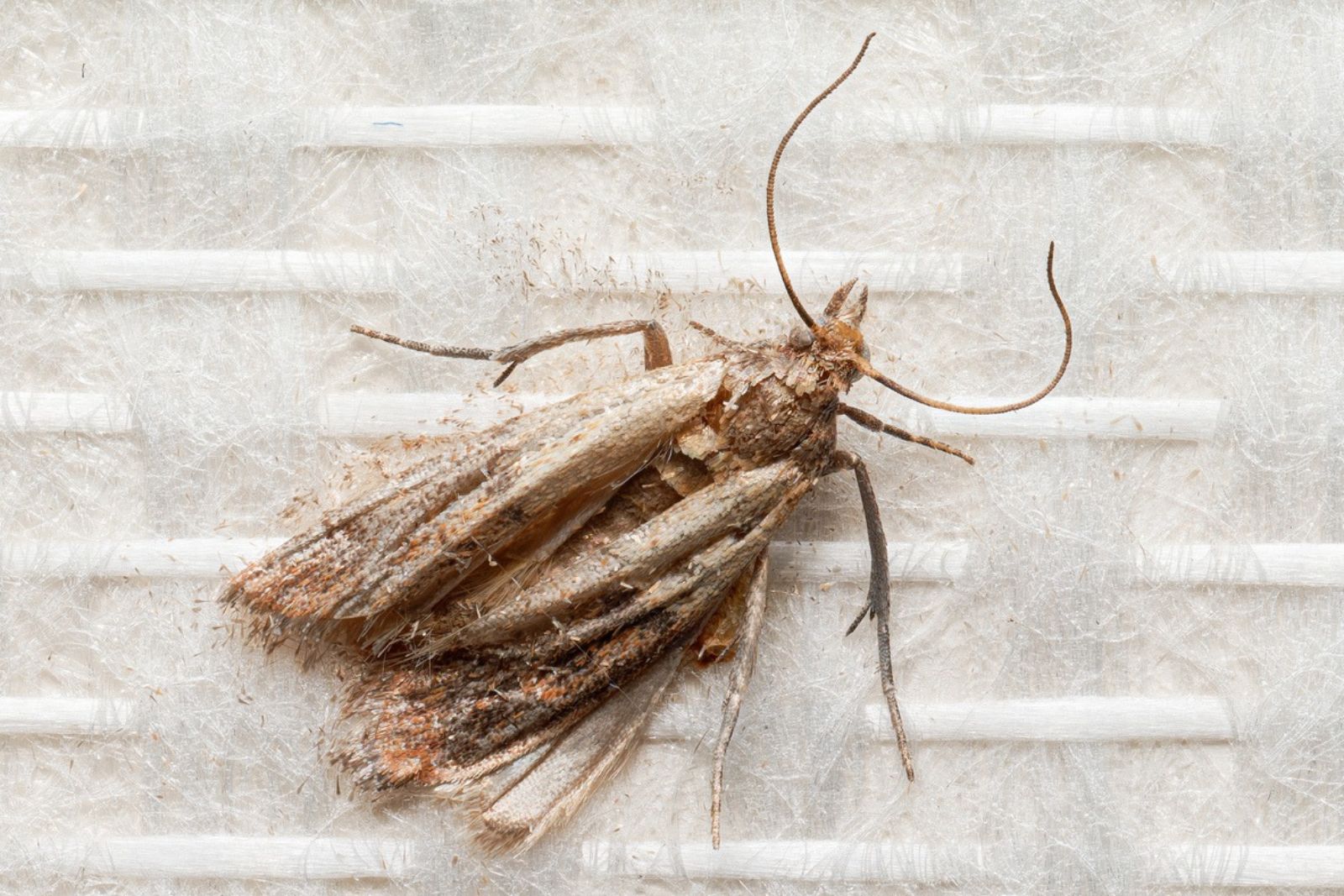 Pantry moths keep coming back? 