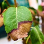 Brown Leaf Tips Almost Never Mean Underwatering