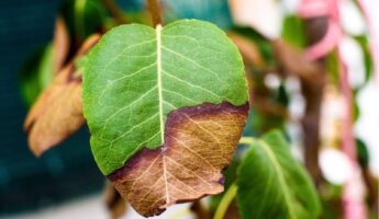 Brown Leaf Tips Almost Never Mean Underwatering