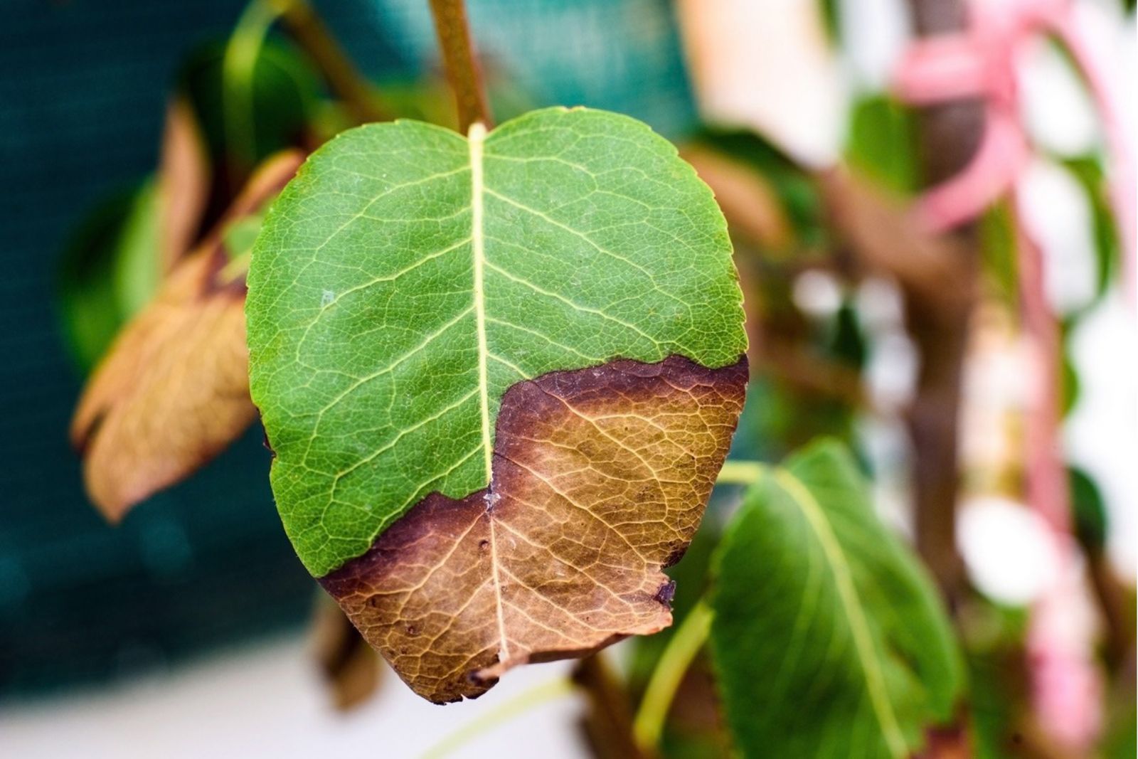 Brown Leaf Tips Almost Never Mean Underwatering