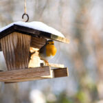 You should do these 3 small things for garden birds each fall