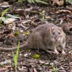 A Rat In The Yard Is A Message