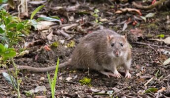 A Rat In The Yard Is A Message