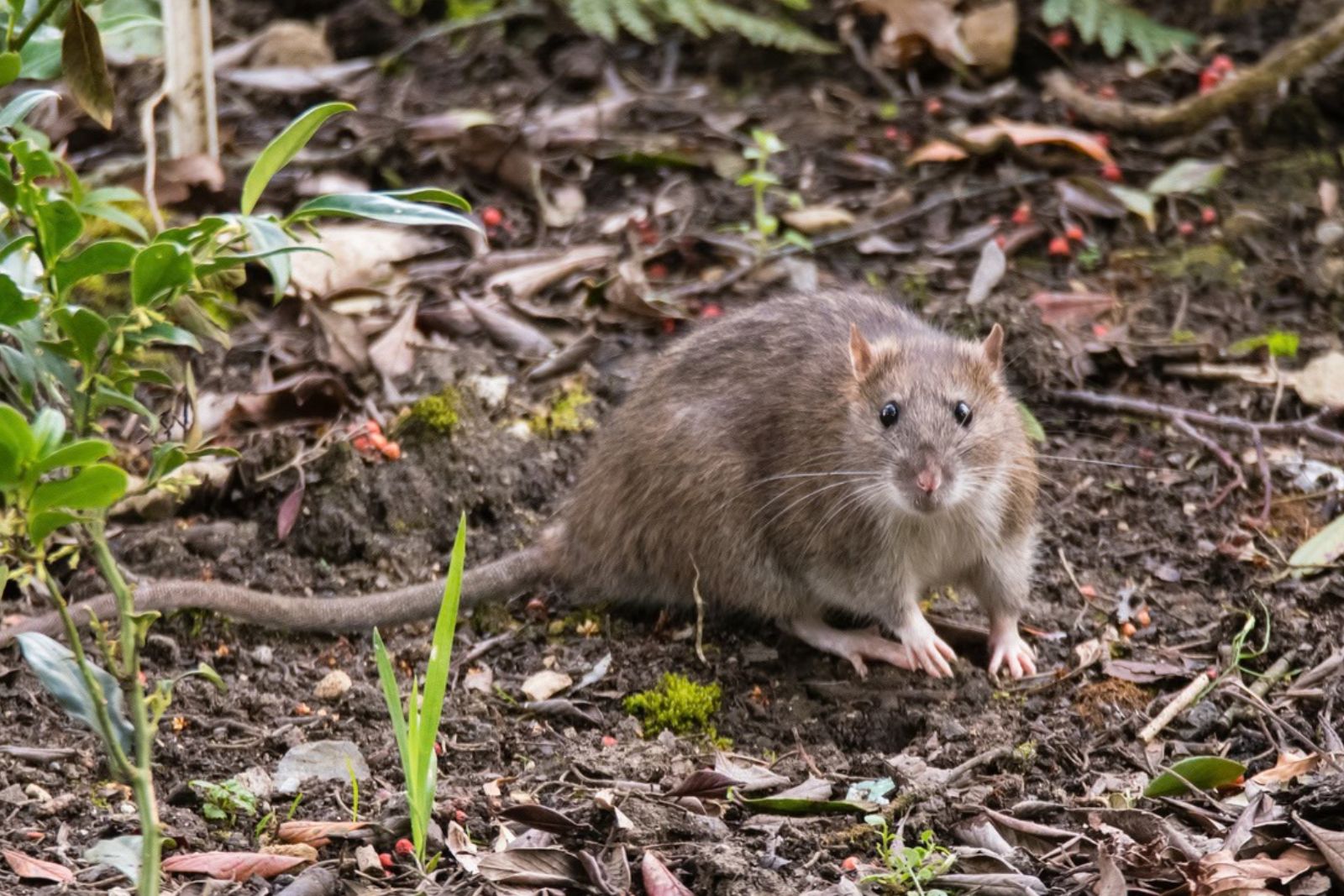 A Rat In The Yard Is A Message