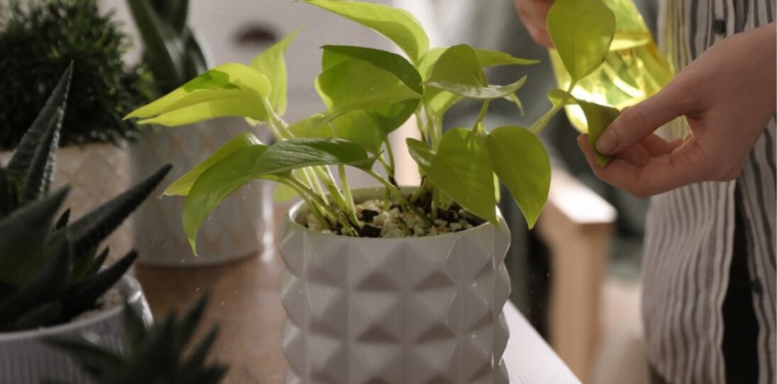 houseplants