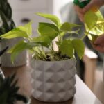houseplants