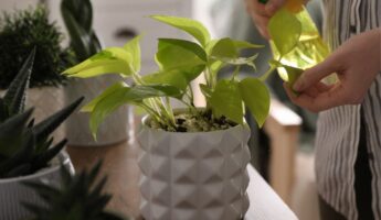 houseplants