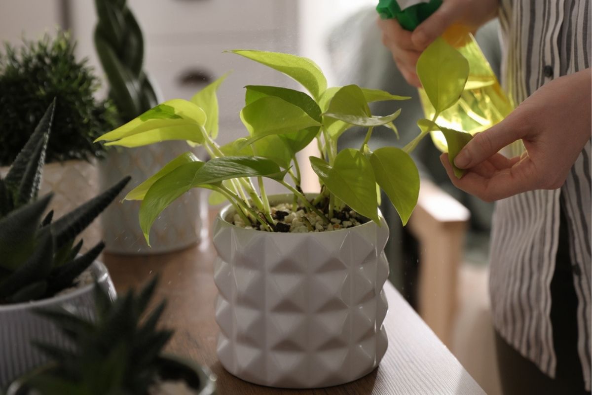 houseplants