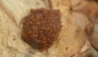 Tiny Egg Clusters In The Yard Can Mean Ticks