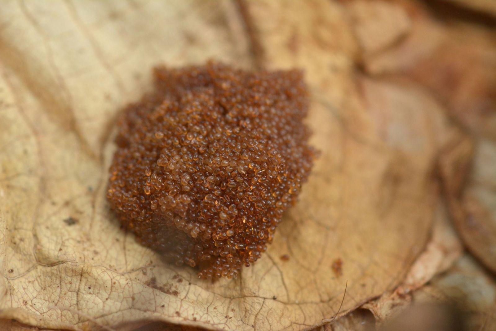 Tiny Egg Clusters In The Yard Can Mean Ticks