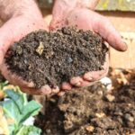 Wood Ash Is Free Fertilizer For The Garden