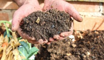 Wood Ash Is Free Fertilizer For The Garden