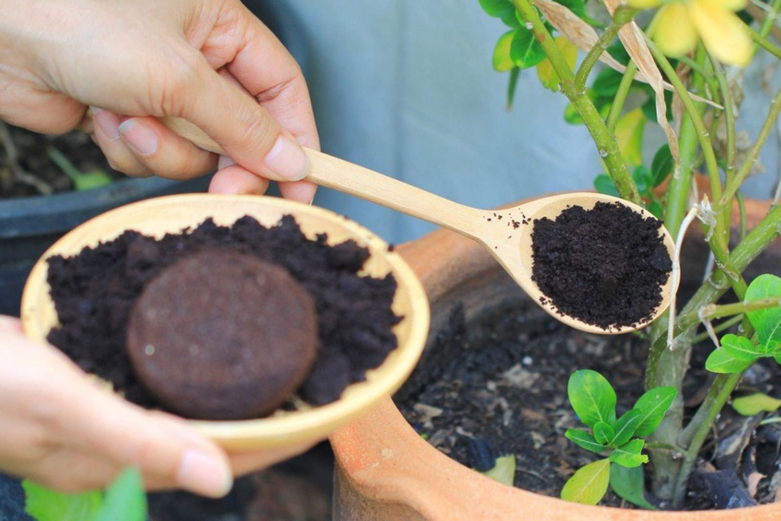 offee Grounds Form A Waterproof Crust On Soil