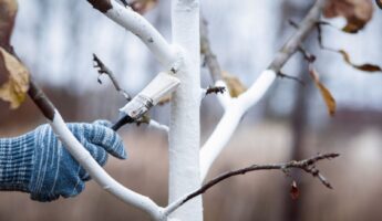 Should fruit trees be whitewashed in fall