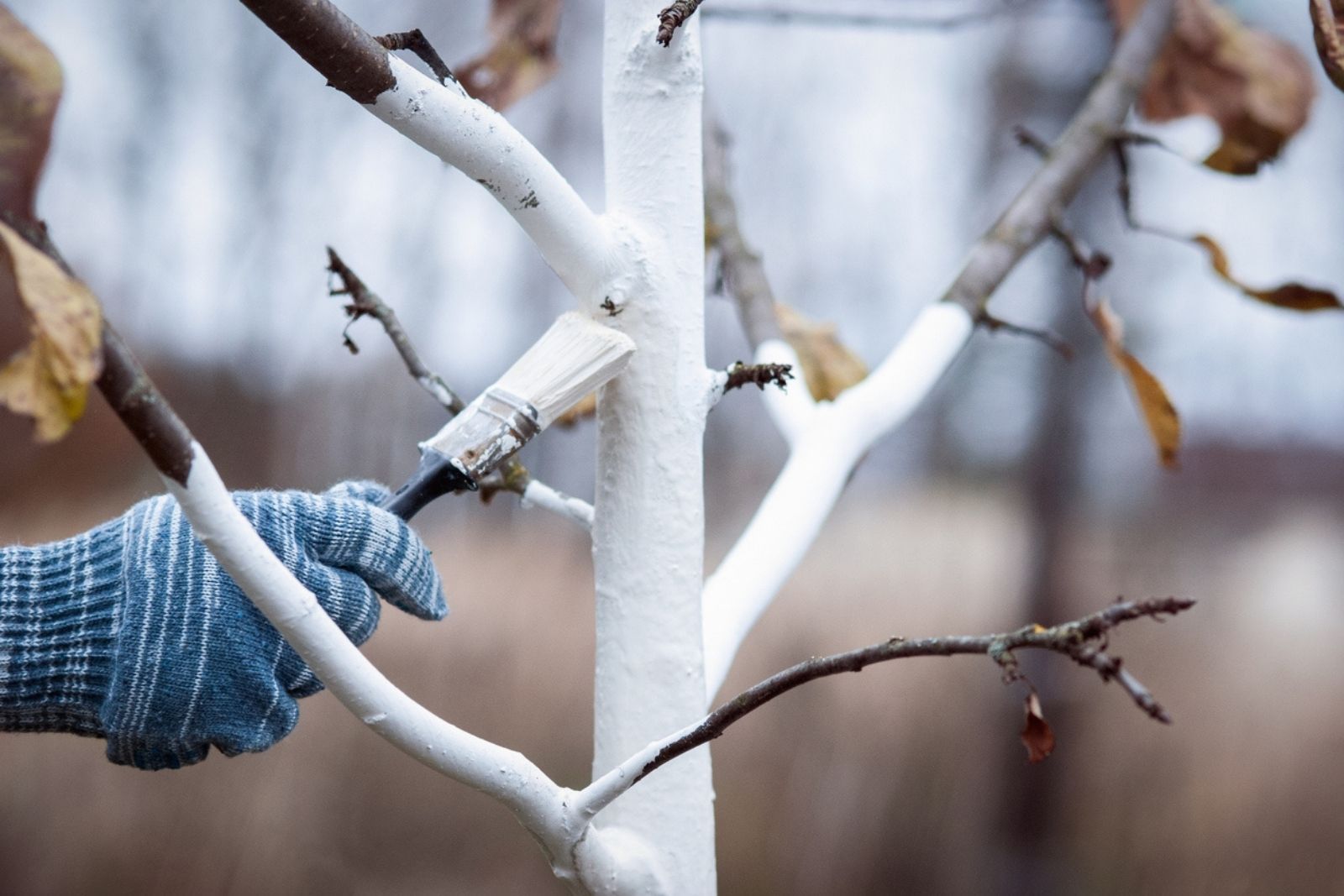 Should fruit trees be whitewashed in fall