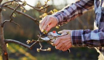 Fruit Trees