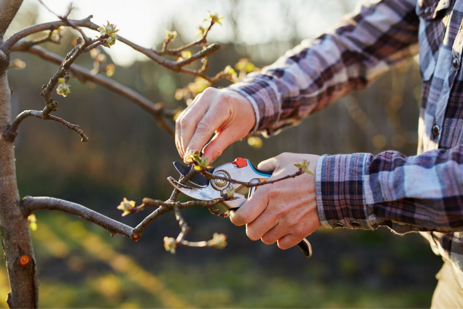 Fruit Trees