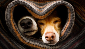 iStock @damedeeso
