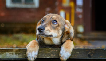 iStock @Alexander Kuzmin