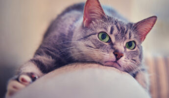 iStock @Andrey Zhuravlev