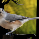 iStock @blightylad-infocus