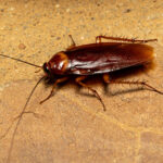 Cockroaches’ favorite hiding spot is in your kitchen: the appliance you use every day