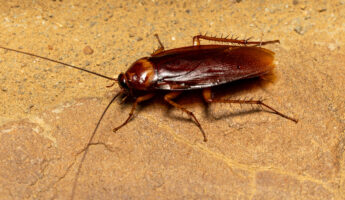 Cockroaches’ favorite hiding spot is in your kitchen: the appliance you use every day