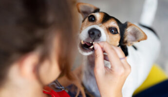 iStock @WhiteTea