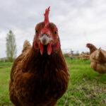 iStock @mauribo