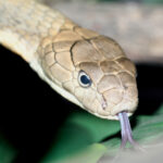 Istock pumppump