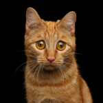 iStock @Seregraff