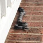 Snakes