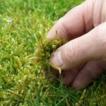 lawn overrun with moss