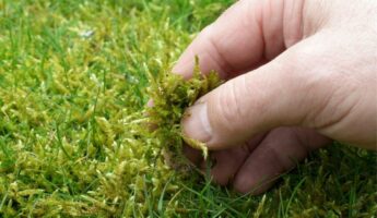 lawn overrun with moss