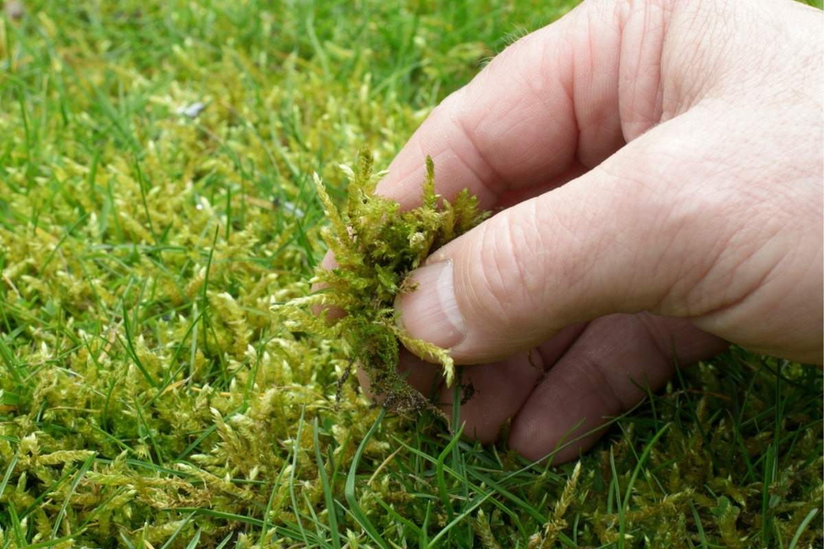 lawn overrun with moss