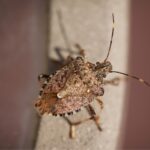 Stink Bugs Are Back This Fall