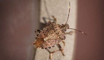 Stink Bugs Are Back This Fall