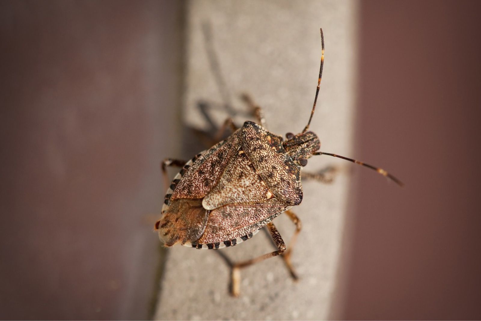 Stink Bugs Are Back This Fall