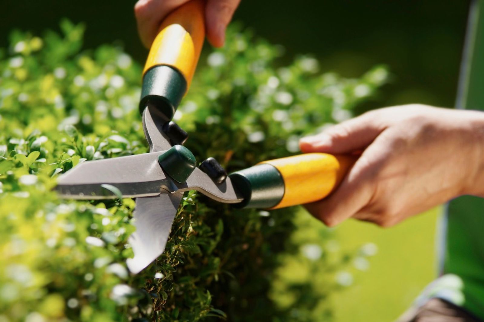 Stop Trimming The Hedge At The Wrong Time
