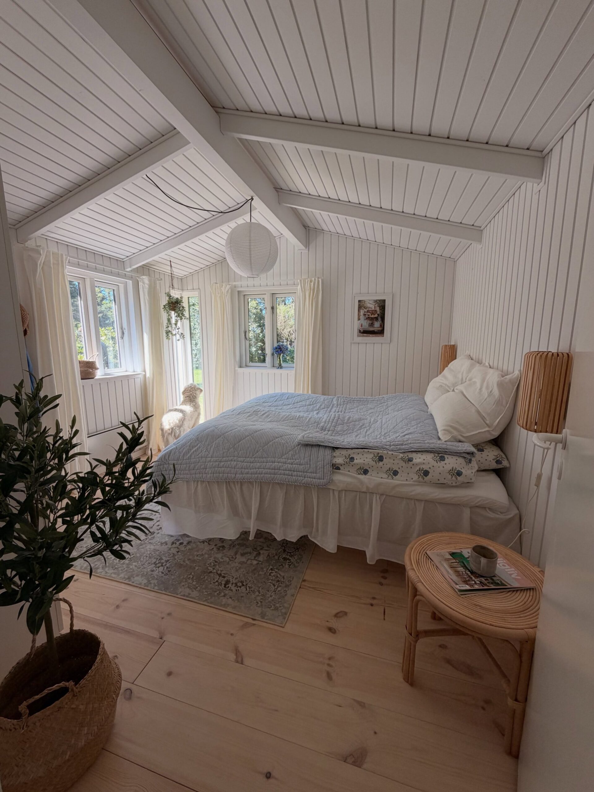 White Scandinavian attic bedroom with vertical white paneling, exposed white beams, blue quilt, white ruffled bedskirt, rattan nightstand, olive plant in woven basket, and a white dog by the window