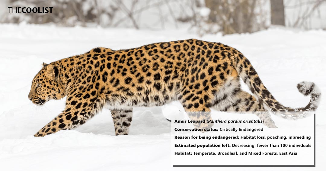 Conversation status of the amur leopard