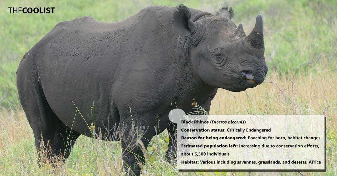 Conversation status of the black rhinos