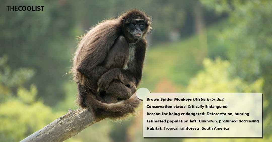 Conversation status of the brown spider monkeys