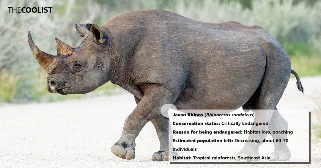 Conversation status of the javan rhinos