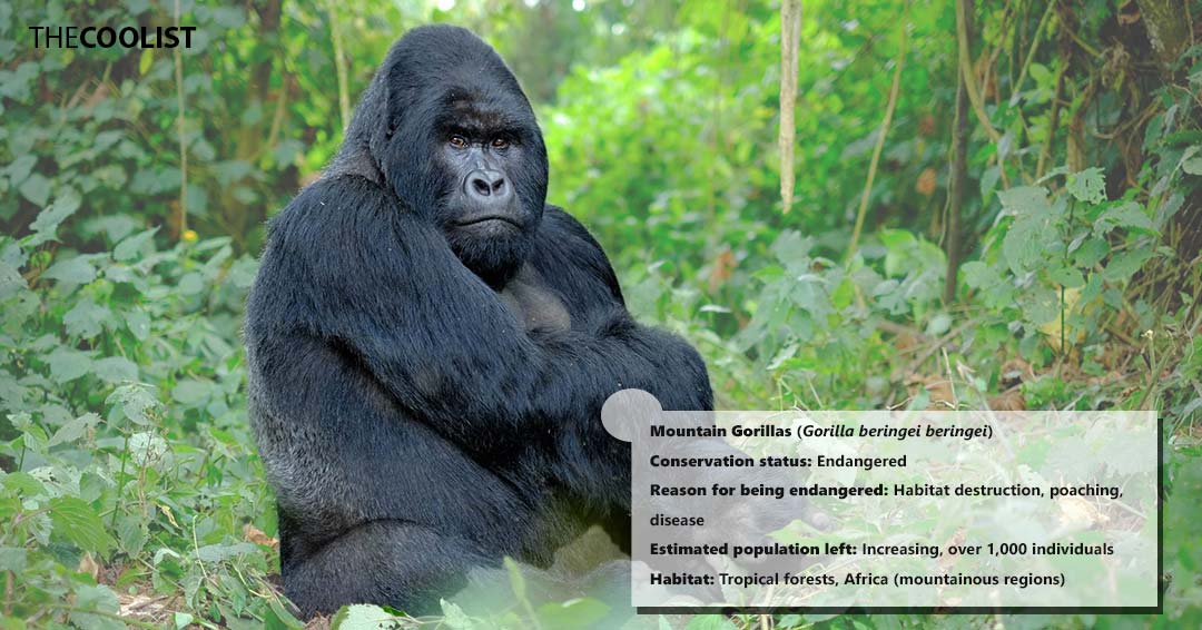Conversation status of the mountain gorillas