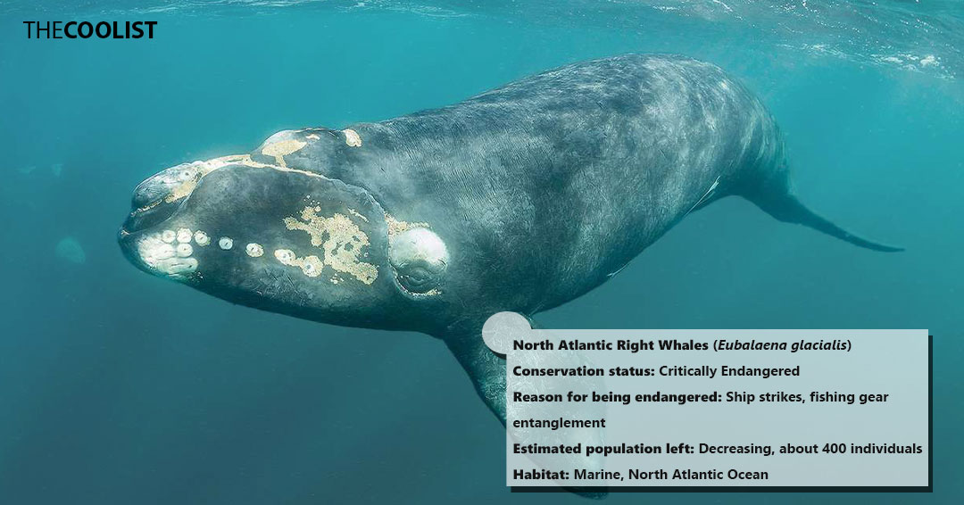 Conversation status of the north atlantic right whales