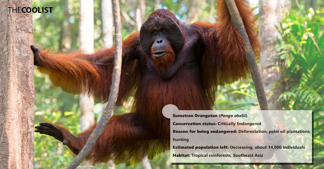Conversation status of the sumatran orangutan