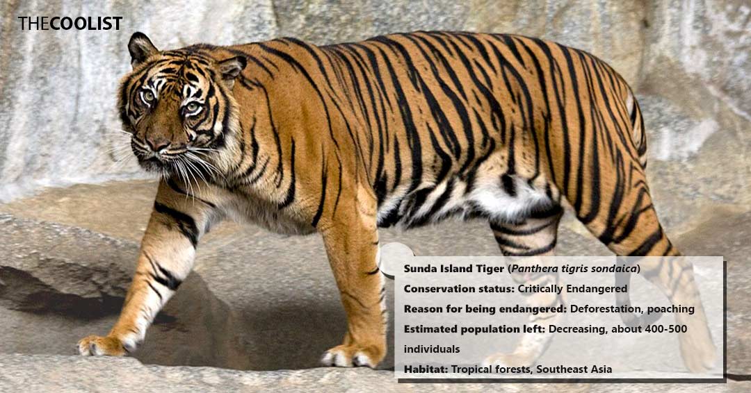 Conversation status of the sunda island tiger