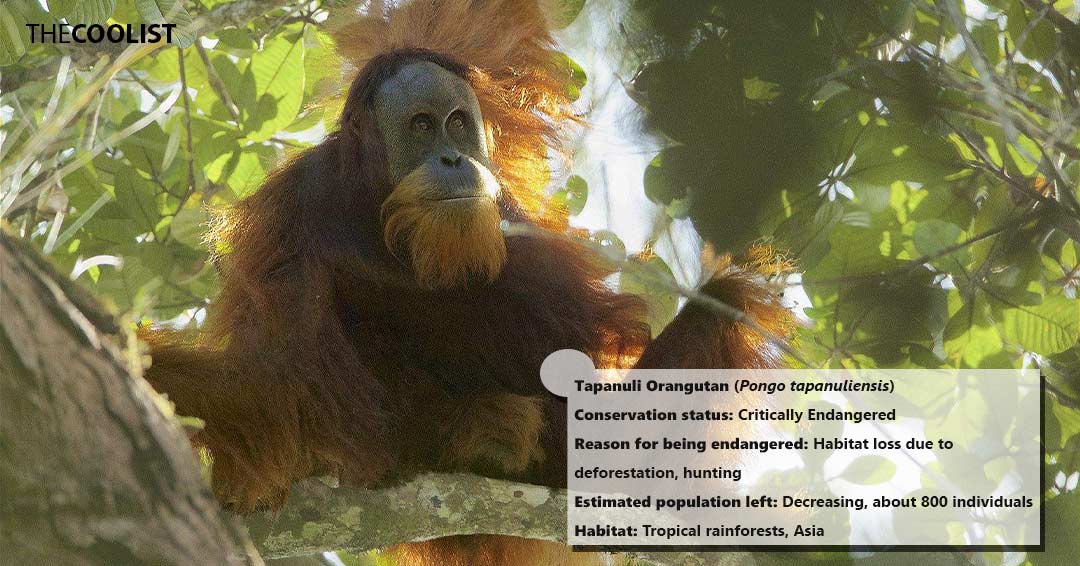 Conversation status of the tapanuli orangutan