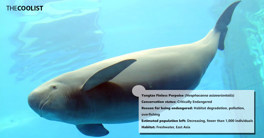 Conversation status of the yangtze finless porpoise